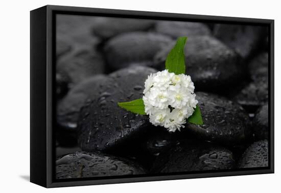 White Hydrangea and Wet Stones-crystalfoto-Framed Premier Image Canvas