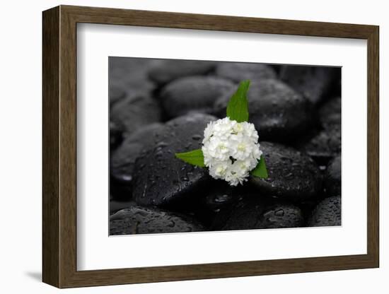 White Hydrangea and Wet Stones-crystalfoto-Framed Photographic Print