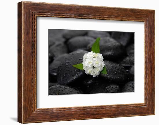 White Hydrangea and Wet Stones-crystalfoto-Framed Photographic Print