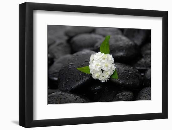 White Hydrangea and Wet Stones-crystalfoto-Framed Photographic Print