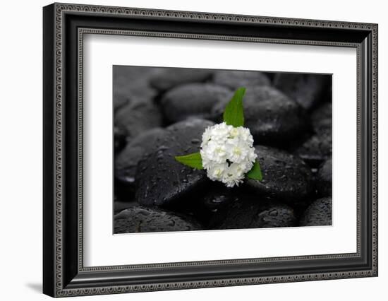 White Hydrangea and Wet Stones-crystalfoto-Framed Photographic Print