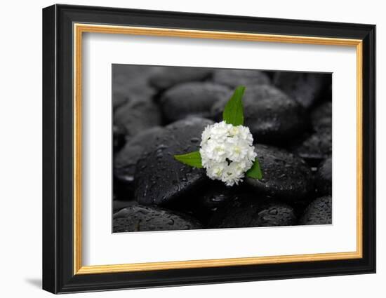 White Hydrangea and Wet Stones-crystalfoto-Framed Photographic Print