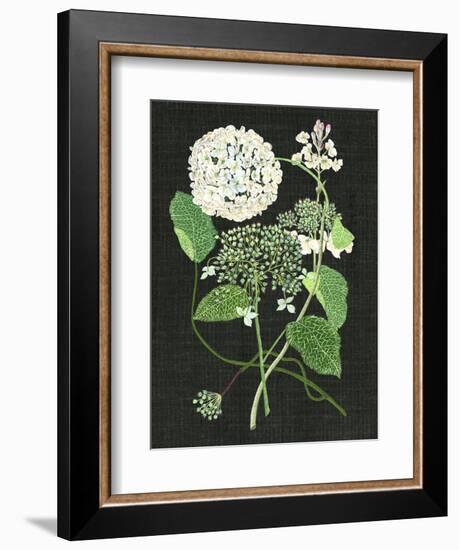 White Hydrangea Study I-Melissa Wang-Framed Premium Giclee Print