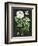 White Hydrangea Study I-Melissa Wang-Framed Premium Giclee Print