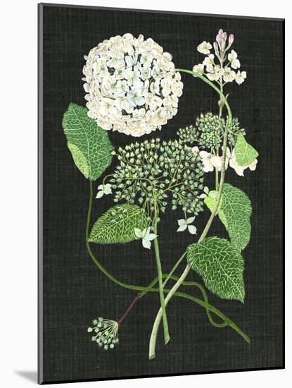 White Hydrangea Study I-Melissa Wang-Mounted Art Print