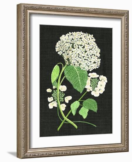 White Hydrangea Study II-Melissa Wang-Framed Art Print