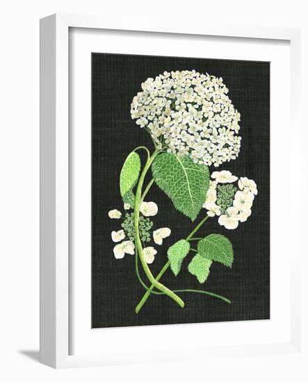 White Hydrangea Study II-Melissa Wang-Framed Art Print