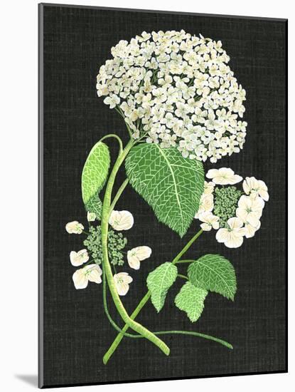 White Hydrangea Study II-Melissa Wang-Mounted Art Print