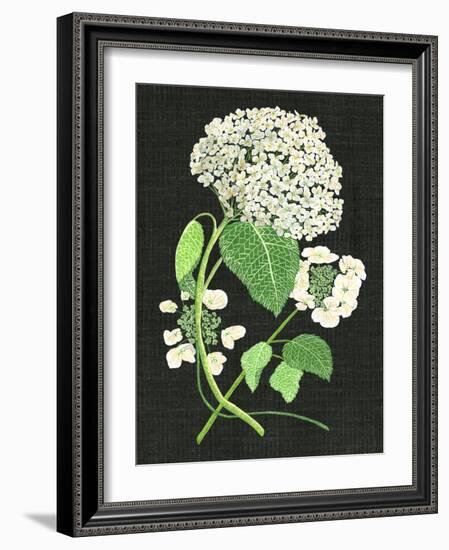 White Hydrangea Study II-Melissa Wang-Framed Art Print