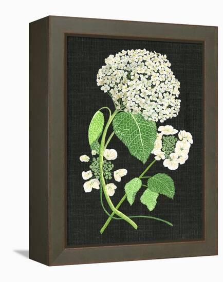 White Hydrangea Study II-Melissa Wang-Framed Stretched Canvas