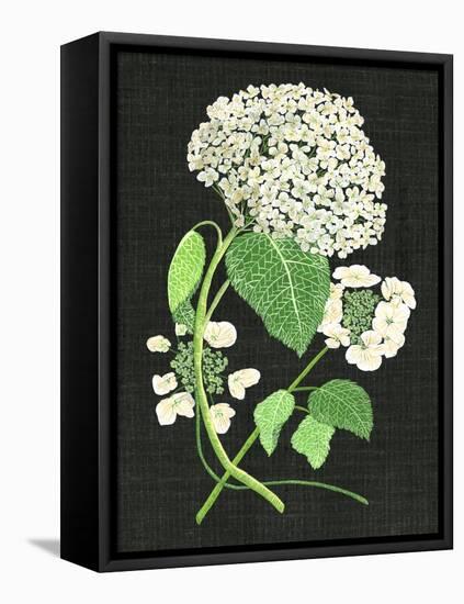 White Hydrangea Study II-Melissa Wang-Framed Stretched Canvas