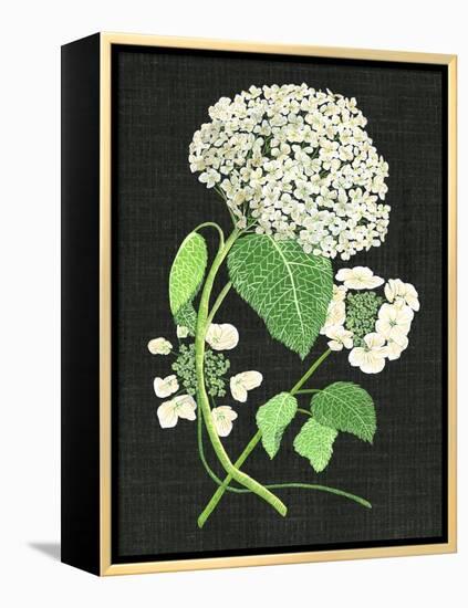 White Hydrangea Study II-Melissa Wang-Framed Stretched Canvas