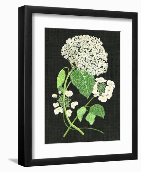 White Hydrangea Study II-Melissa Wang-Framed Premium Giclee Print