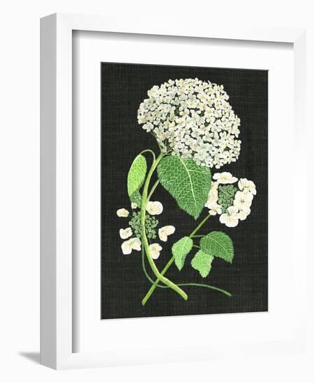 White Hydrangea Study II-Melissa Wang-Framed Premium Giclee Print