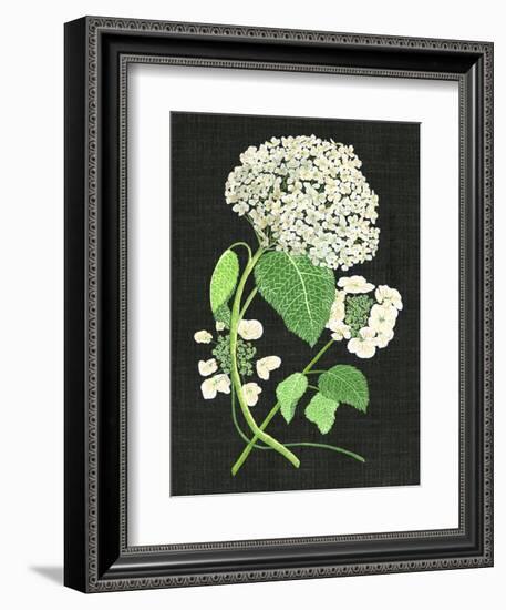 White Hydrangea Study II-Melissa Wang-Framed Premium Giclee Print