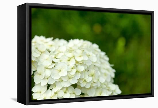 White Hydrangea-maksheb-Framed Premier Image Canvas