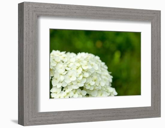 White Hydrangea-maksheb-Framed Photographic Print