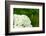 White Hydrangea-maksheb-Framed Photographic Print