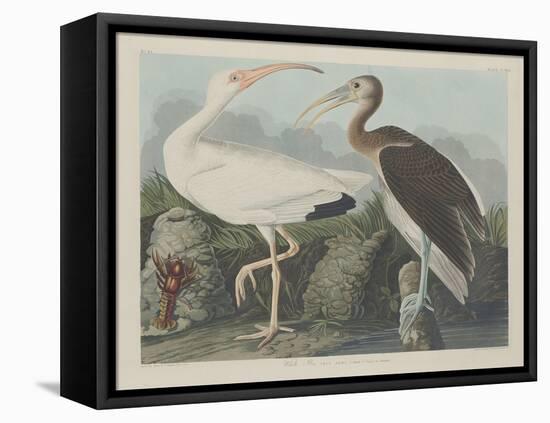 White Ibis, 1834-John James Audubon-Framed Premier Image Canvas