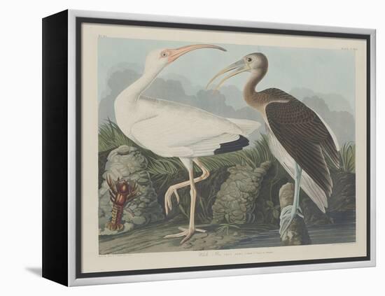 White Ibis, 1834-John James Audubon-Framed Premier Image Canvas