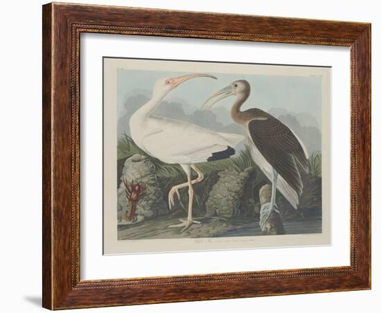 White Ibis, 1834-John James Audubon-Framed Giclee Print