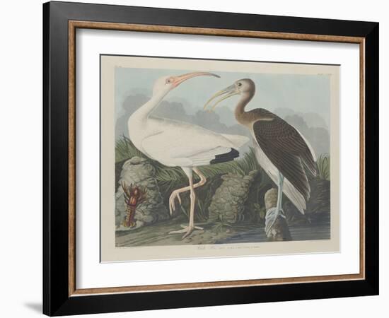 White Ibis, 1834-John James Audubon-Framed Giclee Print