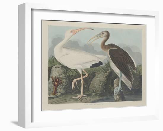 White Ibis, 1834-John James Audubon-Framed Giclee Print