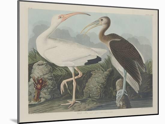 White Ibis, 1834-John James Audubon-Mounted Giclee Print
