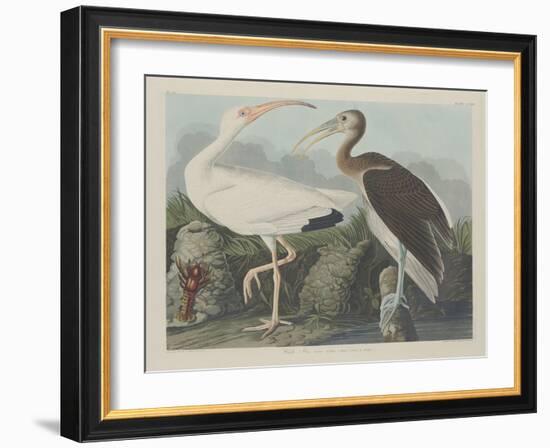 White Ibis, 1834-John James Audubon-Framed Giclee Print