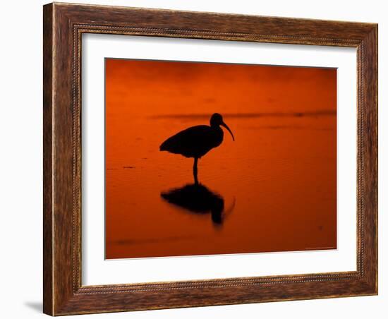 White Ibis at Sunset, Ding Darling National Wildlife Refuge, Florida, USA-Jerry & Marcy Monkman-Framed Photographic Print