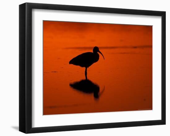 White Ibis at Sunset, Ding Darling National Wildlife Refuge, Florida, USA-Jerry & Marcy Monkman-Framed Photographic Print