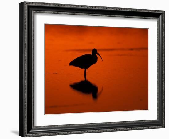 White Ibis at Sunset, Ding Darling National Wildlife Refuge, Florida, USA-Jerry & Marcy Monkman-Framed Photographic Print