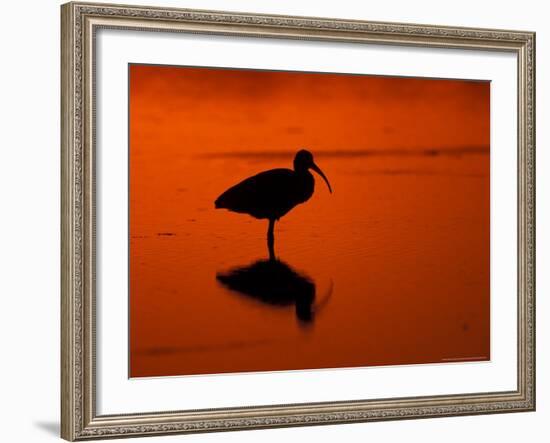 White Ibis at Sunset, Ding Darling National Wildlife Refuge, Florida, USA-Jerry & Marcy Monkman-Framed Photographic Print
