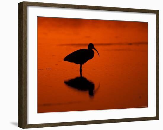 White Ibis at Sunset, Ding Darling National Wildlife Refuge, Florida, USA-Jerry & Marcy Monkman-Framed Photographic Print