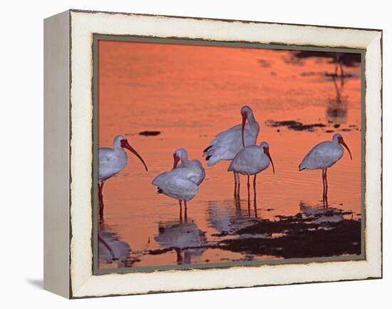 White Ibis, Ding Darling National Wildlife Refuge, Sanibel Island, Florida, USA-Charles Sleicher-Framed Premier Image Canvas