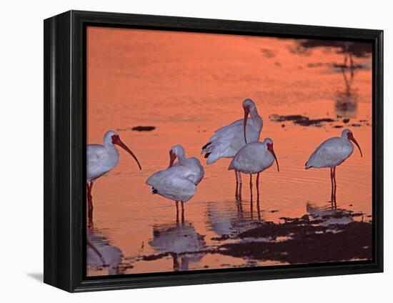 White Ibis, Ding Darling National Wildlife Refuge, Sanibel Island, Florida, USA-Charles Sleicher-Framed Premier Image Canvas