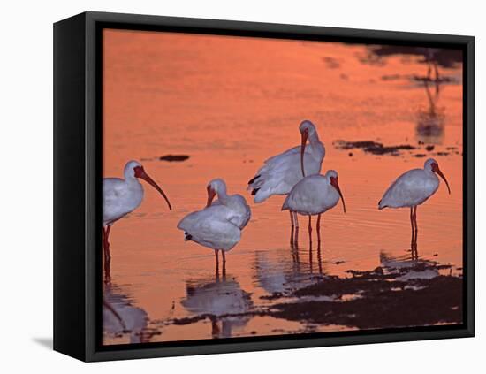 White Ibis, Ding Darling National Wildlife Refuge, Sanibel Island, Florida, USA-Charles Sleicher-Framed Premier Image Canvas