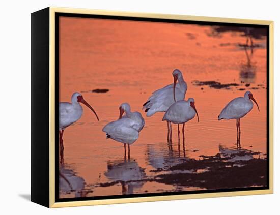 White Ibis, Ding Darling National Wildlife Refuge, Sanibel Island, Florida, USA-Charles Sleicher-Framed Premier Image Canvas