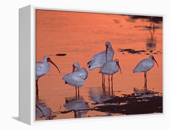 White Ibis, Ding Darling National Wildlife Refuge, Sanibel Island, Florida, USA-Charles Sleicher-Framed Premier Image Canvas