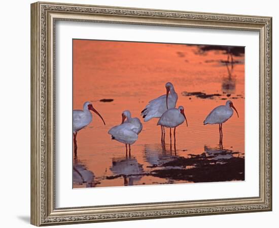 White Ibis, Ding Darling National Wildlife Refuge, Sanibel Island, Florida, USA-Charles Sleicher-Framed Photographic Print