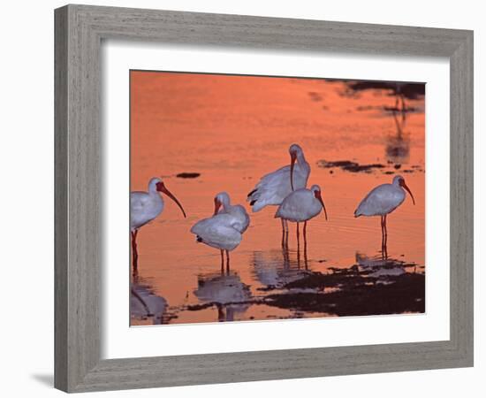 White Ibis, Ding Darling National Wildlife Refuge, Sanibel Island, Florida, USA-Charles Sleicher-Framed Photographic Print