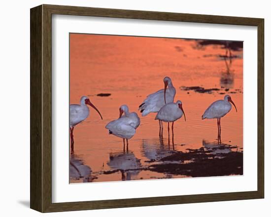 White Ibis, Ding Darling National Wildlife Refuge, Sanibel Island, Florida, USA-Charles Sleicher-Framed Photographic Print