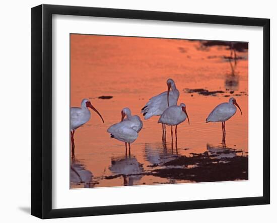 White Ibis, Ding Darling National Wildlife Refuge, Sanibel Island, Florida, USA-Charles Sleicher-Framed Photographic Print