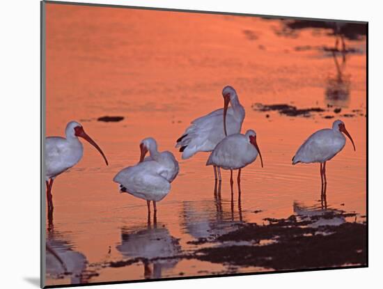 White Ibis, Ding Darling National Wildlife Refuge, Sanibel Island, Florida, USA-Charles Sleicher-Mounted Photographic Print