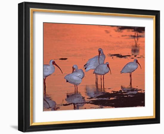 White Ibis, Ding Darling National Wildlife Refuge, Sanibel Island, Florida, USA-Charles Sleicher-Framed Photographic Print