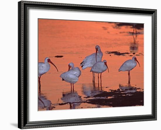 White Ibis, Ding Darling National Wildlife Refuge, Sanibel Island, Florida, USA-Charles Sleicher-Framed Photographic Print