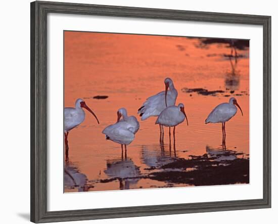 White Ibis, Ding Darling National Wildlife Refuge, Sanibel Island, Florida, USA-Charles Sleicher-Framed Photographic Print