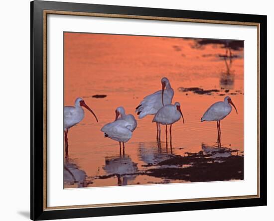 White Ibis, Ding Darling National Wildlife Refuge, Sanibel Island, Florida, USA-Charles Sleicher-Framed Photographic Print