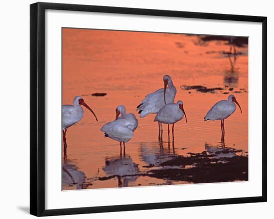 White Ibis, Ding Darling National Wildlife Refuge, Sanibel Island, Florida, USA-Charles Sleicher-Framed Photographic Print