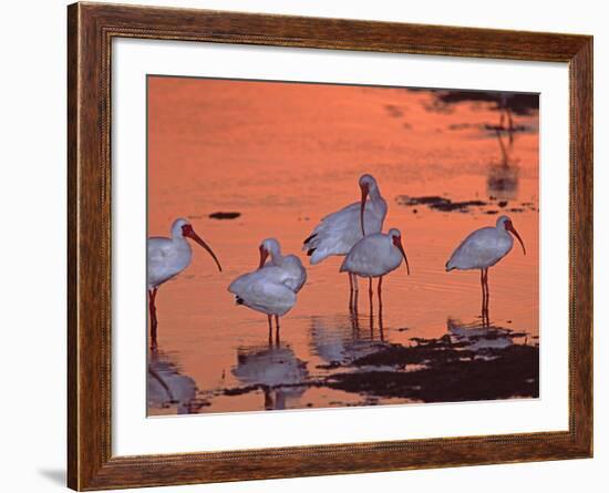 White Ibis, Ding Darling National Wildlife Refuge, Sanibel Island, Florida, USA-Charles Sleicher-Framed Photographic Print